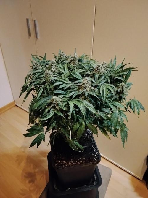 Milkyway F1 Auto RQS. Week 9