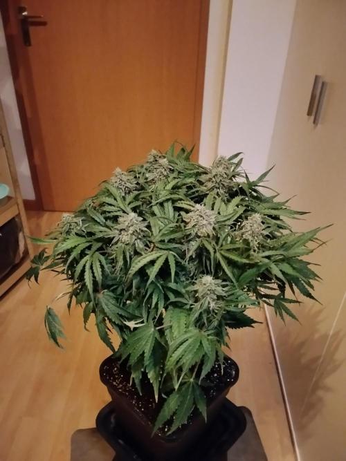 Milkyway F1 Auto RQS. Week 9