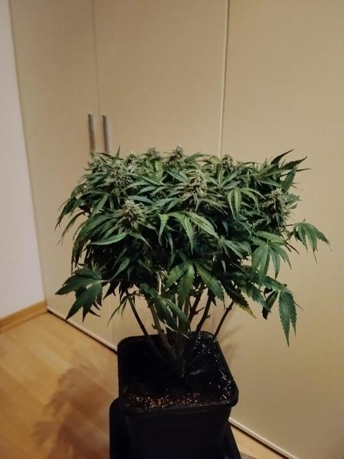 Milkyway F1 Auto RQS. Week 9