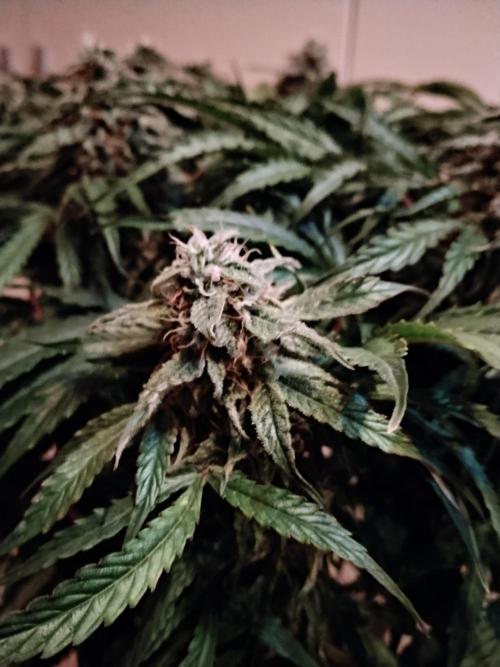 Milkyway F1 Auto RQS. Week 9