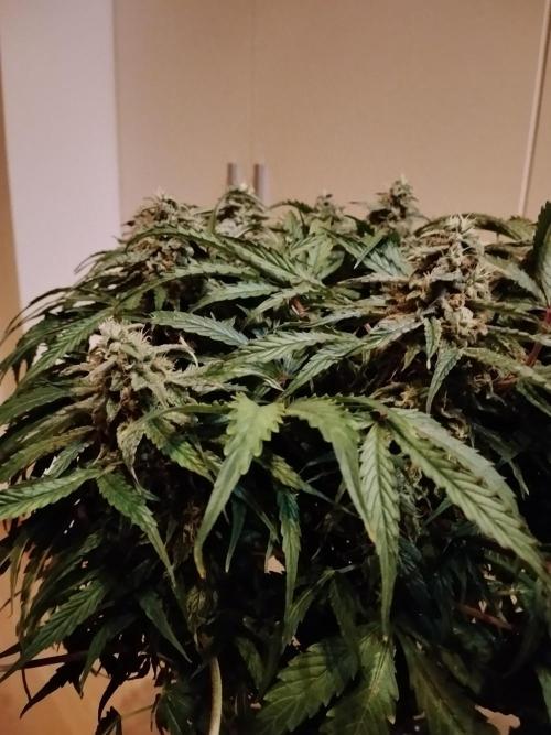 Milkyway F1 Auto RQS. Week 9