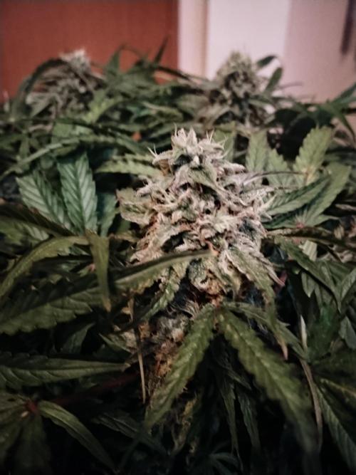 Milkyway F1 Auto RQS. Week 9