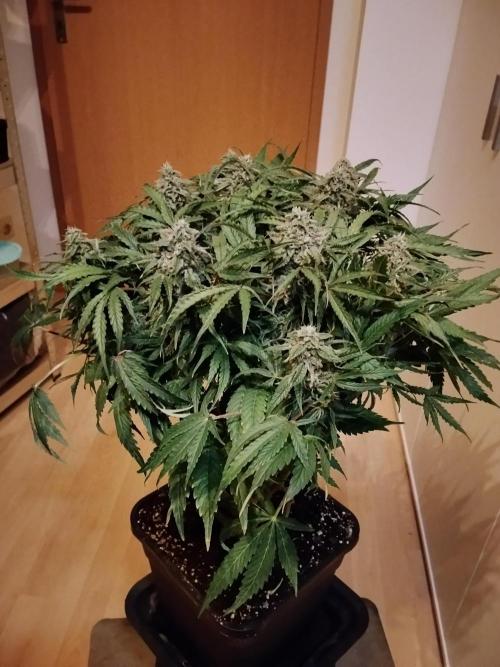 Milkyway F1 Auto RQS. Week 9