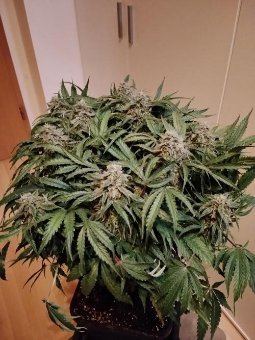 Milkyway F1 Auto RQS. Week 9