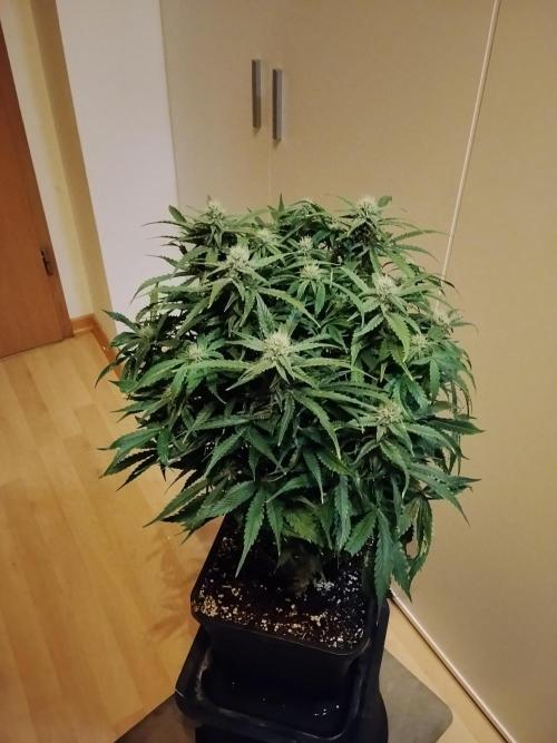 Jelly Donutz Auto Humboldt. Week 9