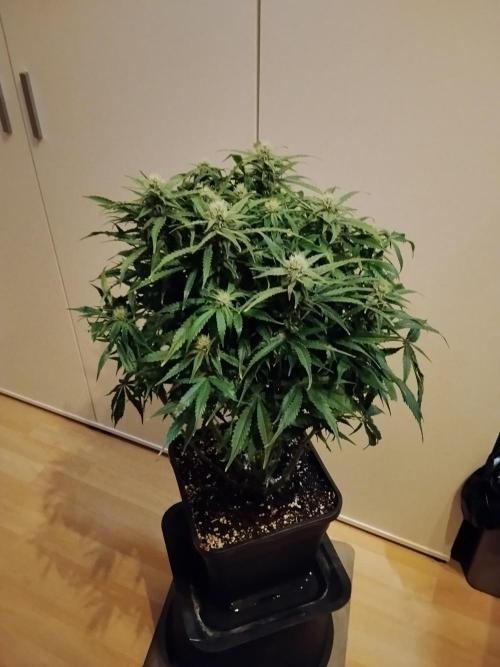 Jelly Donutz Auto Humboldt. Week 9