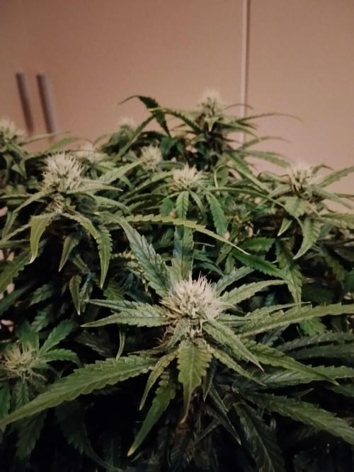 Jelly Donutz Auto Humboldt. Week 9