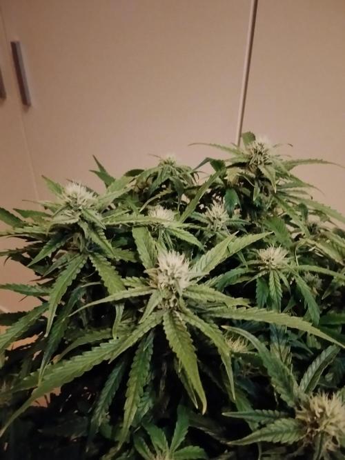 Jelly Donutz Auto Humboldt. Week 9