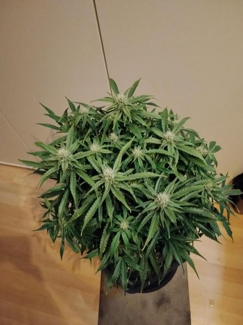 Jelly Donutz Auto Humboldt. Week 9