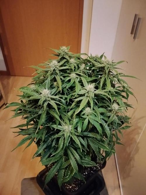 Jelly Donutz Auto Humboldt. Week 9