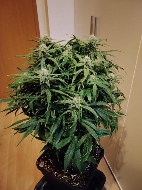 Jelly Donutz Auto Humboldt. Week 9