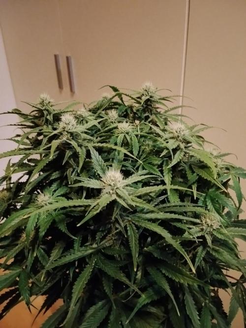 Jelly Donutz Auto Humboldt. Week 9