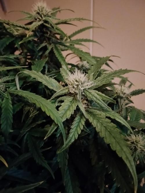 Jelly Donutz Auto Humboldt. Week 9