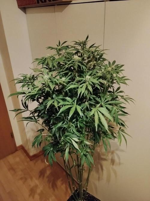 Tropicana Cookies Auto Zamnesia. Week 9