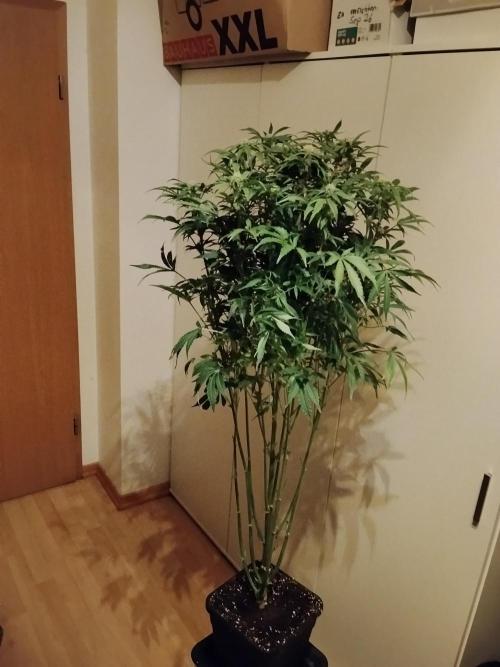 Tropicana Cookies Auto Zamnesia. Week 9