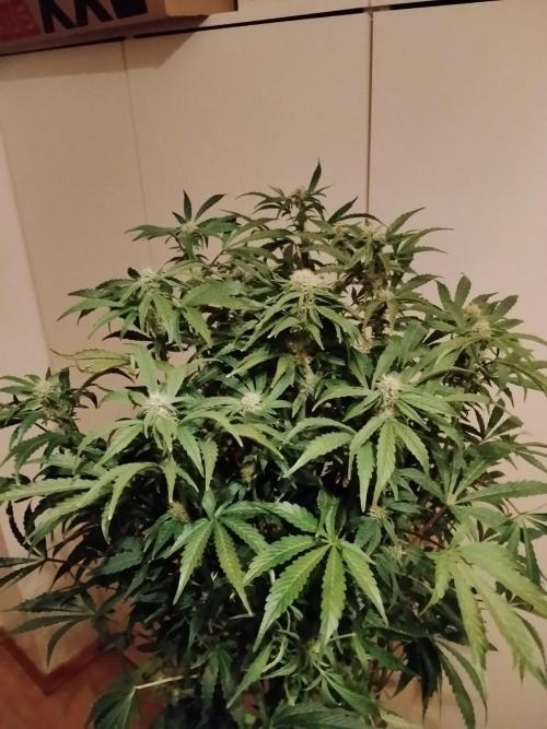 Tropicana Cookies Auto Zamnesia. Week 9