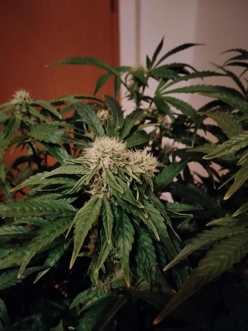 Tropicana Cookies Auto Zamnesia. Week 9