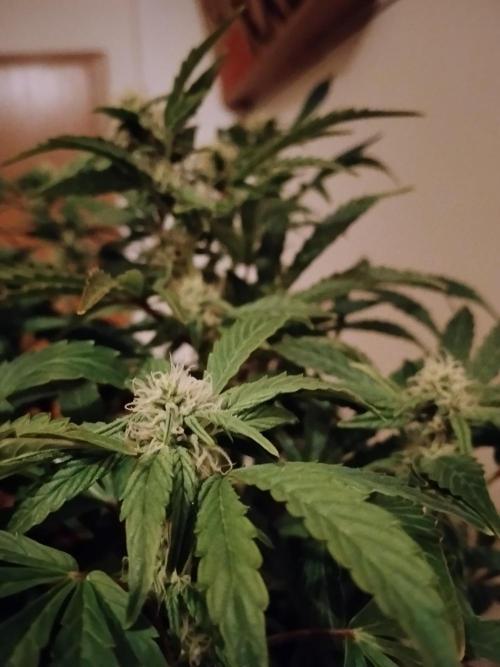 Tropicana Cookies Auto Zamnesia. Week 9