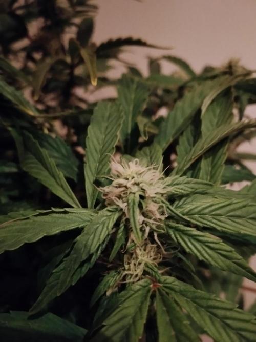 Tropicana Cookies Auto Zamnesia. Week 9