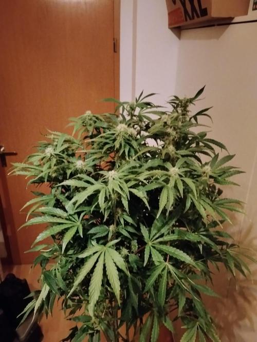 Tropicana Cookies Auto Zamnesia. Week 9