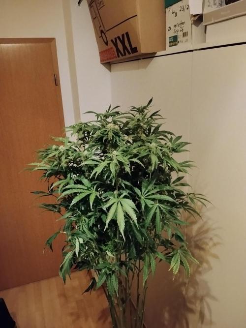 Tropicana Cookies Auto Zamnesia. Week 9