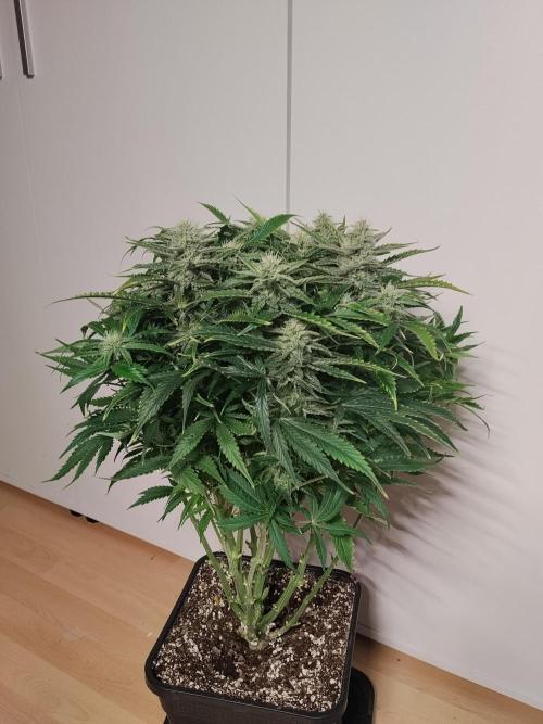Jelly Donutz Auto Humboldt. Week 10
