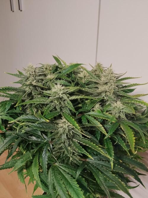 Jelly Donutz Auto Humboldt. Week 10