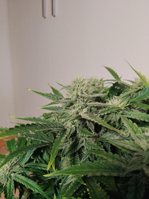 Jelly Donutz Auto Humboldt. Week 10