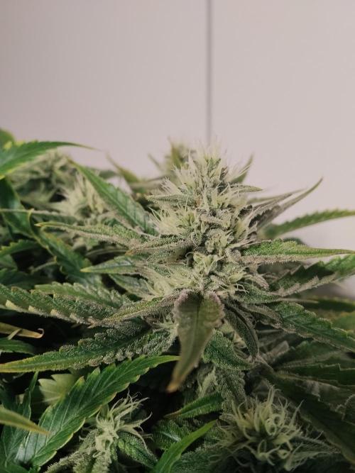 Jelly Donutz Auto Humboldt. Week 10