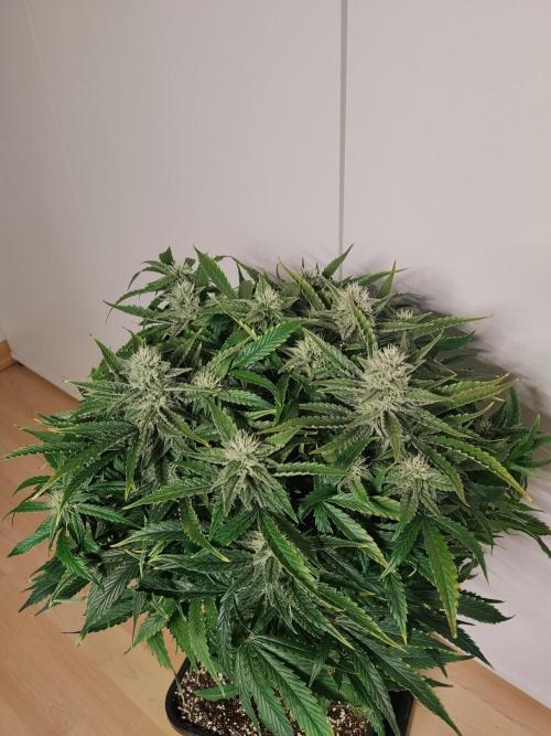 Jelly Donutz Auto Humboldt. Week 10