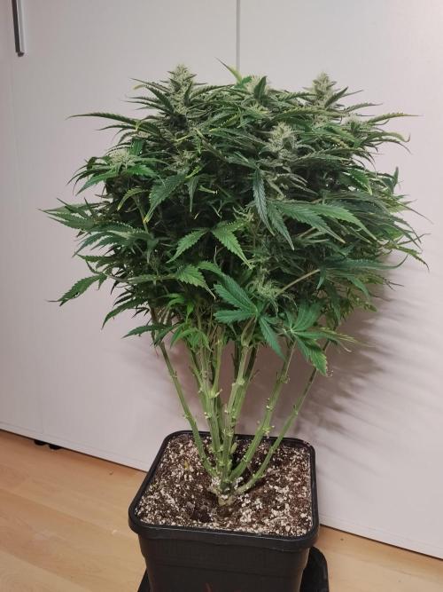 Jelly Donutz Auto Humboldt. Week 10