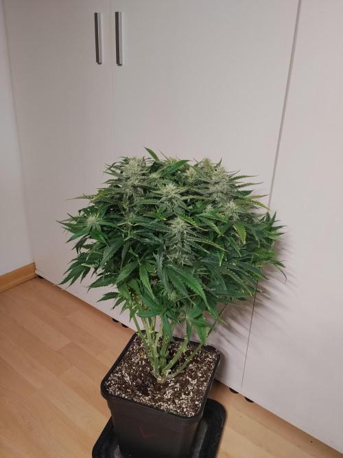 Jelly Donutz Auto Humboldt. Week 10