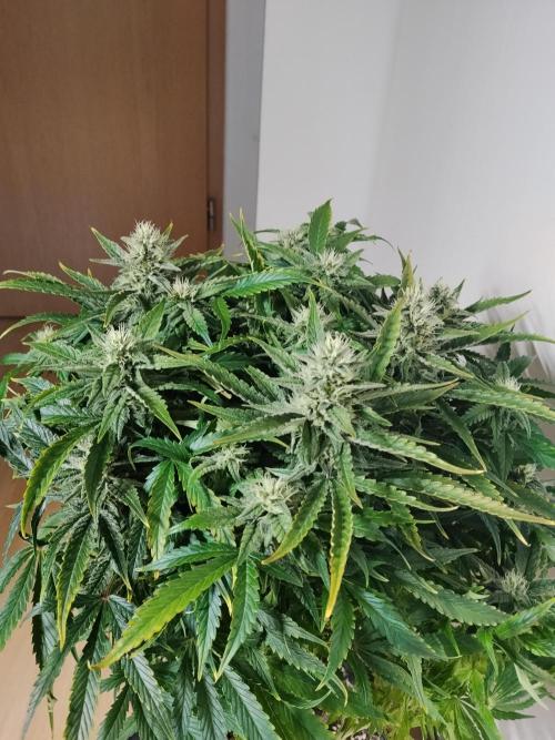 Jelly Donutz Auto Humboldt. Week 10