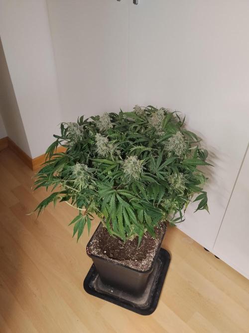 Milkyway F1 Auto RQS. Week 10