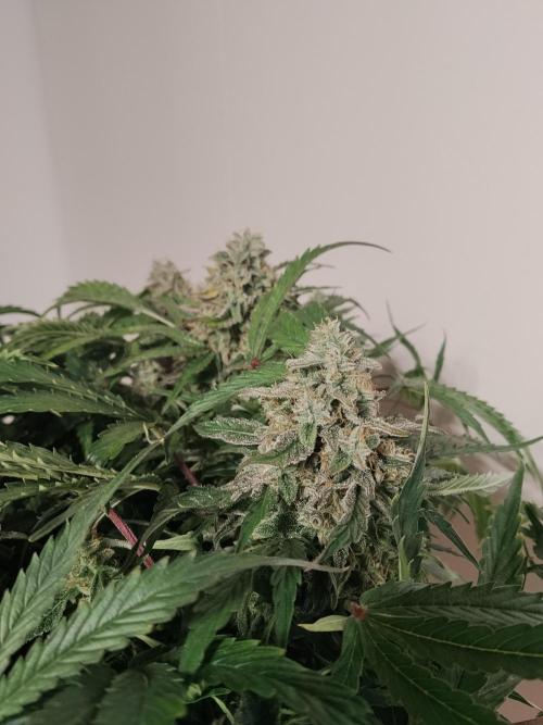 Milkyway F1 Auto RQS. Week 10