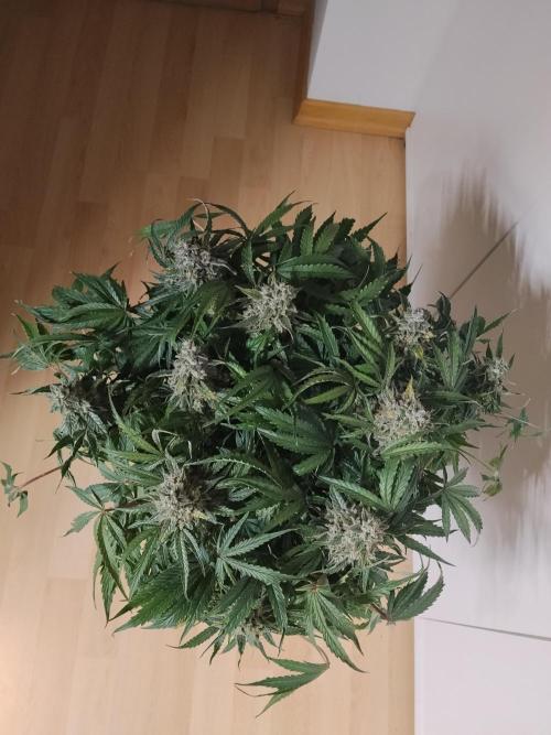 Milkyway F1 Auto RQS. Week 10
