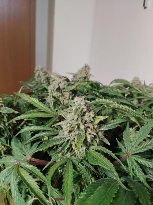 Milkyway F1 Auto RQS. Week 10