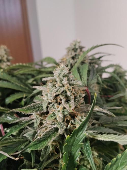 Milkyway F1 Auto RQS. Week 10