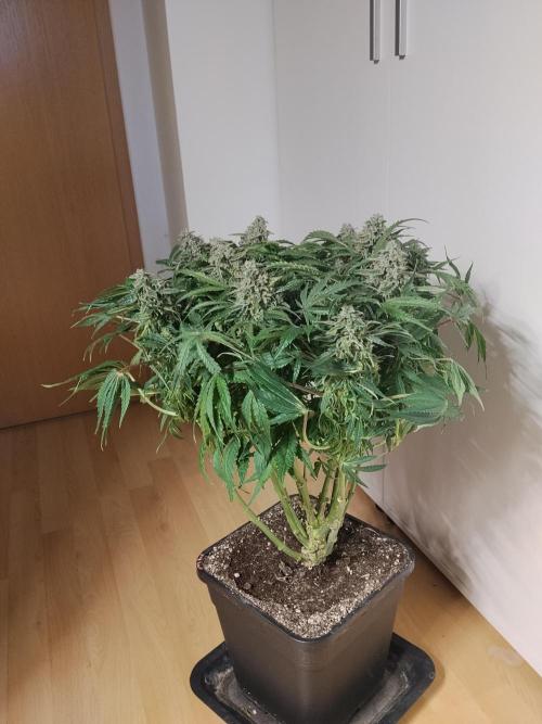 Milkyway F1 Auto RQS. Week 10