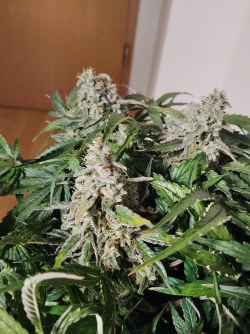 Milkyway F1 Auto RQS. Week 10