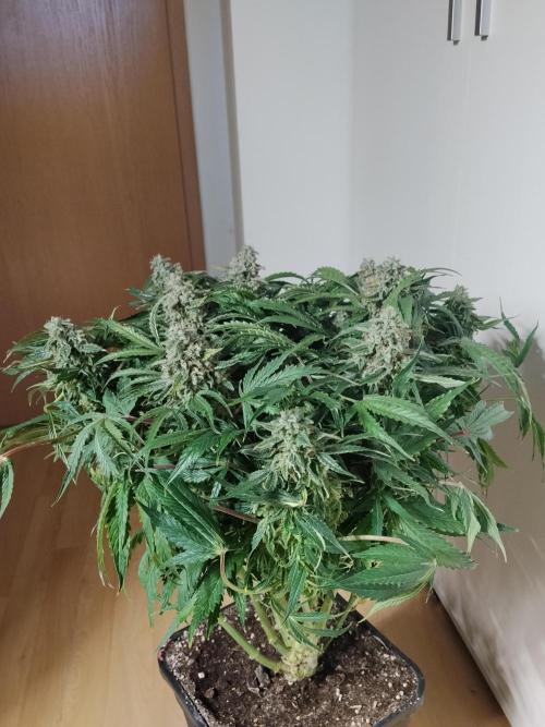 Milkyway F1 Auto RQS. Week 10