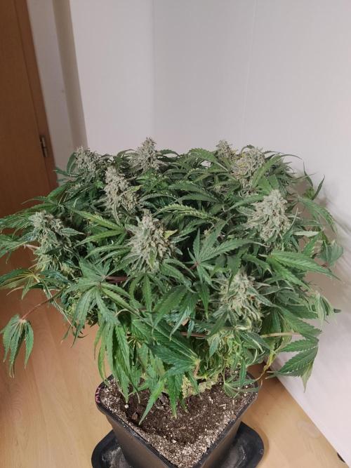 Milkyway F1 Auto RQS. Week 10