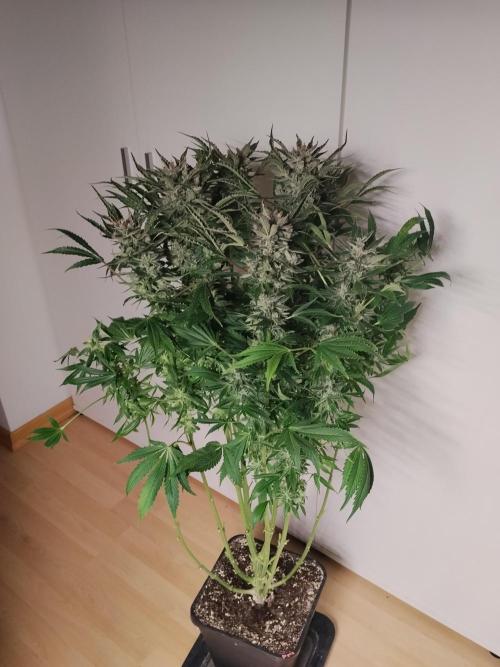 Permanent Marker Autoseeds. Week 10
