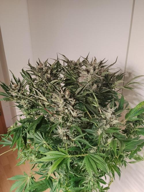 Permanent Marker Autoseeds. Week 10