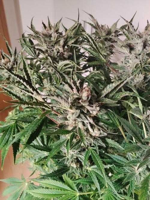 Permanent Marker Autoseeds. Week 10