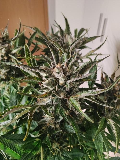 Permanent Marker Autoseeds. Week 10