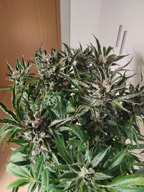 Permanent Marker Autoseeds. Week 10