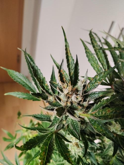 Permanent Marker Autoseeds. Week 10