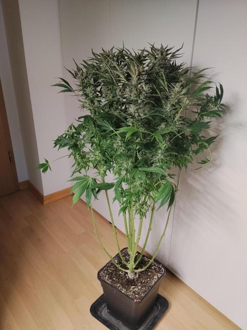 Permanent Marker Autoseeds. Week 10