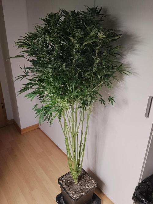 Tropicana Cookies Auto Zamnesia. Week 10